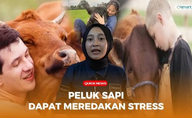 PELUKAN SAPI DAPAT REDAKAN STRES