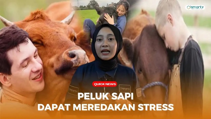 PELUKAN SAPI DAPAT REDAKAN STRES