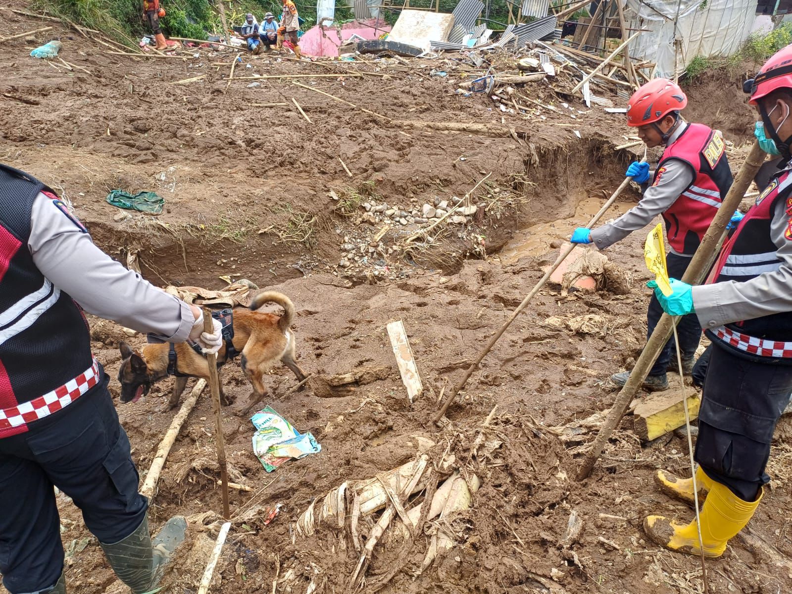 Unit Anjing Pelacak K9 Polda Jabar Terus Lakukan Penyisiran Lokasi Longsor KBB