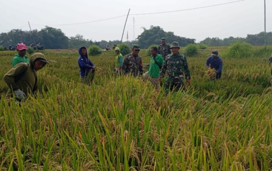 Babinsa Dampingi Panen Padi IR 32, Dukung Ekonomi Petani