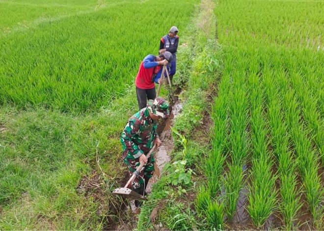 Guna Optimalkan Produksi Padi, Babinsa Dan Petani Resapombo Sinergi Bersihkan Lahan Pertanian