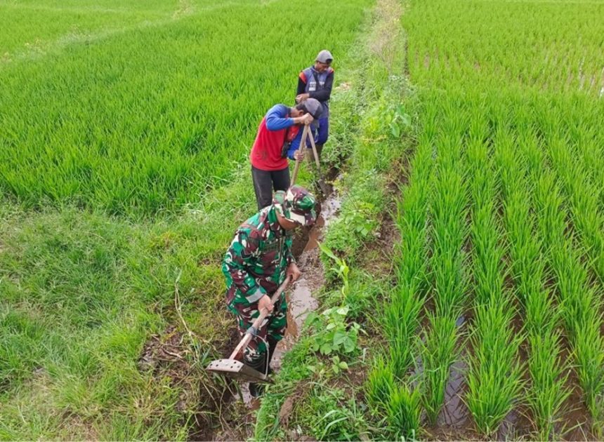 Guna Optimalkan Produksi Padi, Babinsa Dan Petani Resapombo Sinergi Bersihkan Lahan Pertanian