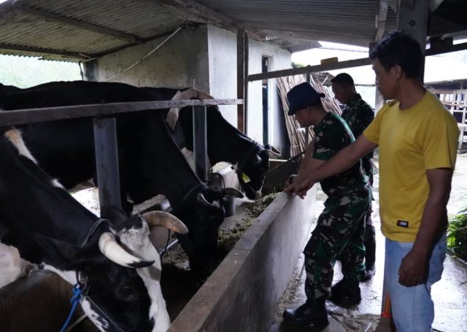 wTMMD Ke 127 Tak Hanya Bangun Rumah, Jembatan Dan Jalan, Prajurit TNI Turut Juga Bantu Warga Perah Susu Sapi