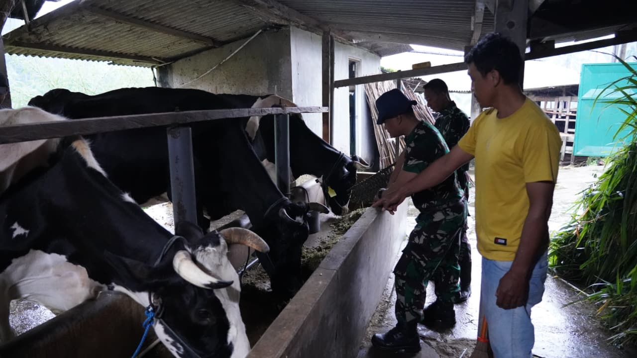 wTMMD Ke 127 Tak Hanya Bangun Rumah, Jembatan Dan Jalan, Prajurit TNI Turut Juga Bantu Warga Perah Susu Sapi