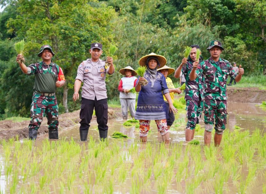 Satgas TMMD Ke 127 Bersama Warga Laksanakan Penanaman Padi Dukung Ketahanan Pangan Di Desa Krisik