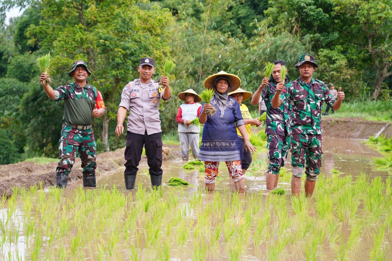 Satgas TMMD Ke 127 Bersama Warga Laksanakan Penanaman Padi Dukung Ketahanan Pangan Di Desa Krisik