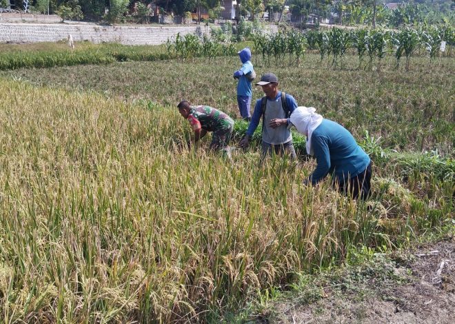 Babinsa Bantu Potong Padi, Sukseskan Masa Panen Petani